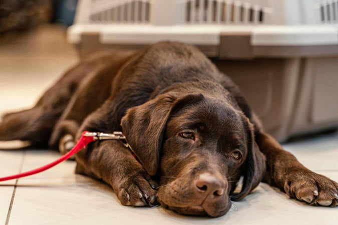 ¿Cómo saber si tu perro está enfermo?