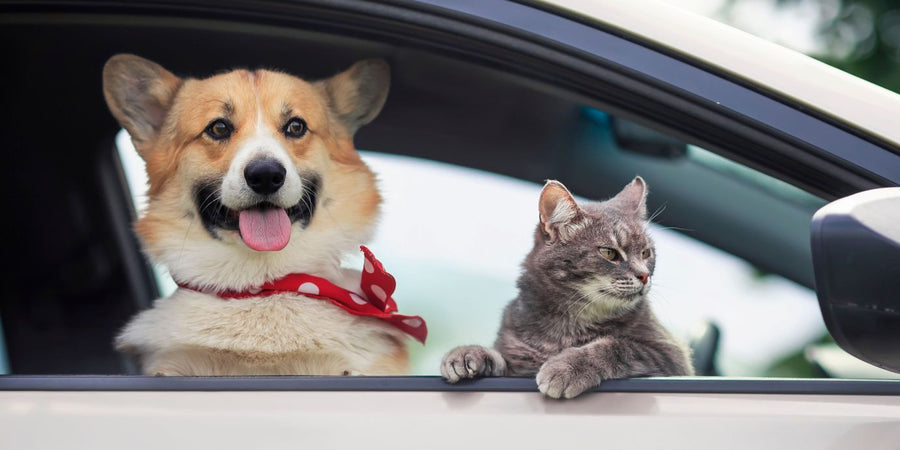 ¿Cómo viajar en coche con un gato o un perro con total tranquilidad?