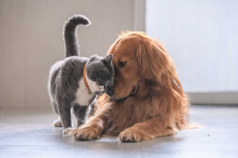 La convivencia entre perro y gato