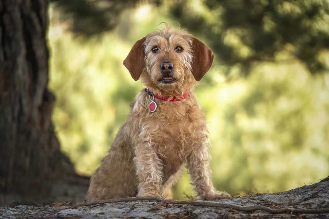 ¿Qué hay que saber cuando se tiene un basset fauve de Bretaña?