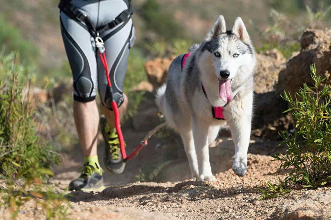 ¿Cómo empezar a practicar canicross con tu perro?