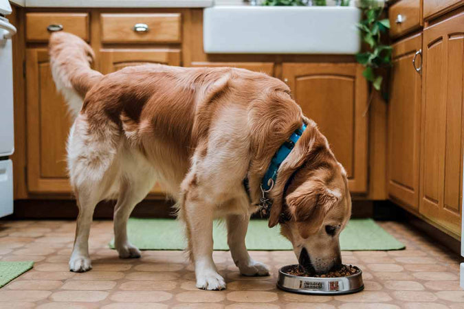 ¿Cómo incorporar el CBD a la dieta de tu perro?