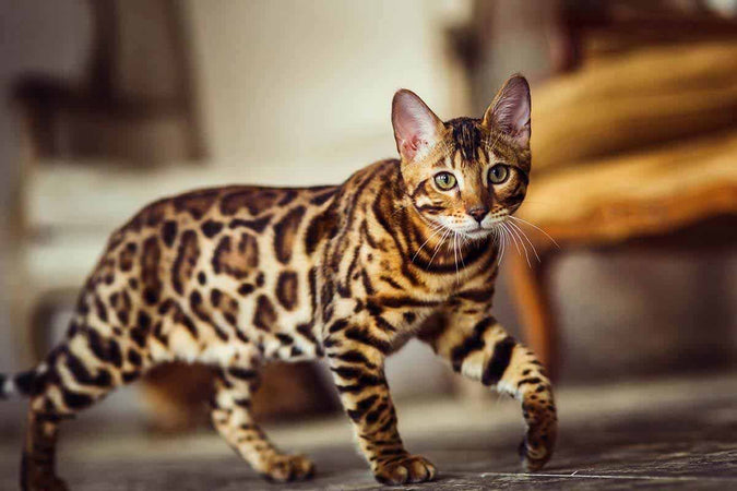 Los 10 gatos más bonitos del mundo