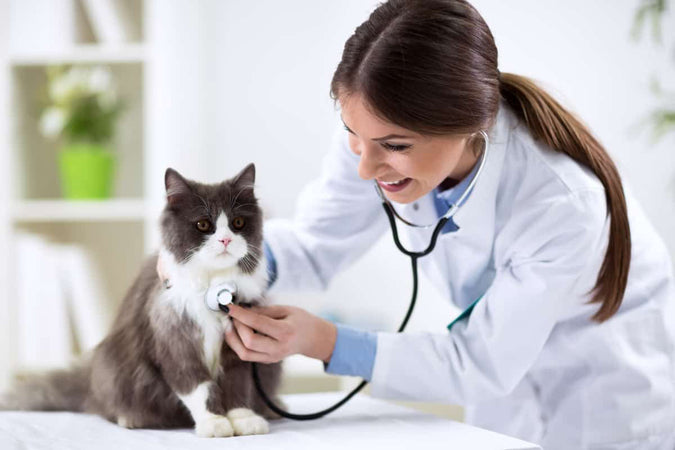 ¿Cómo elegir el veterinario adecuado para mi gato?