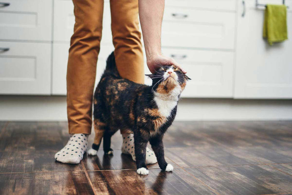 Cómo entender el lenguaje corporal de un gato?