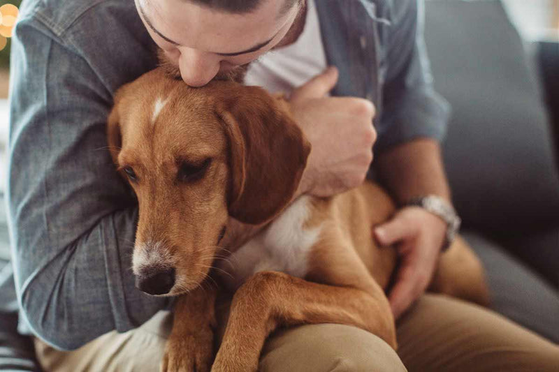 Perro con temblor