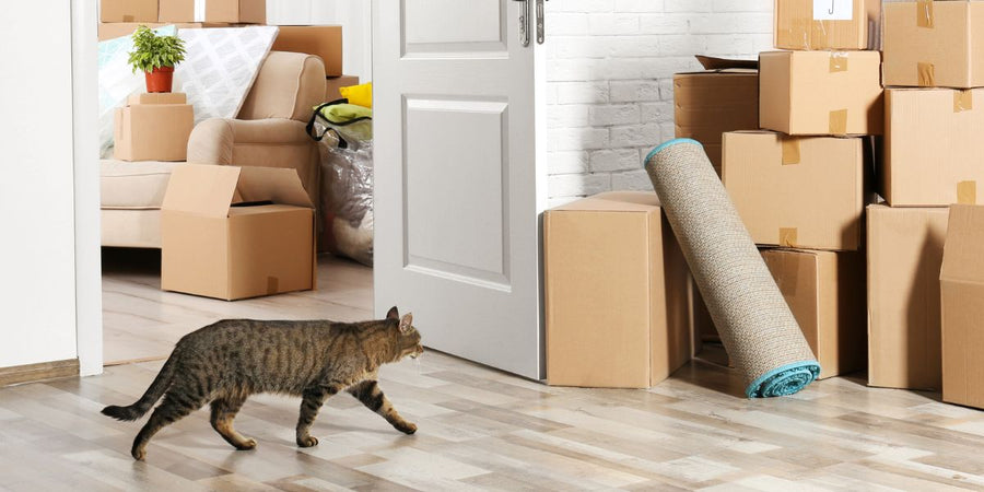 ¿Puede el CBD ayudar a un gato estresado tras una mudanza?