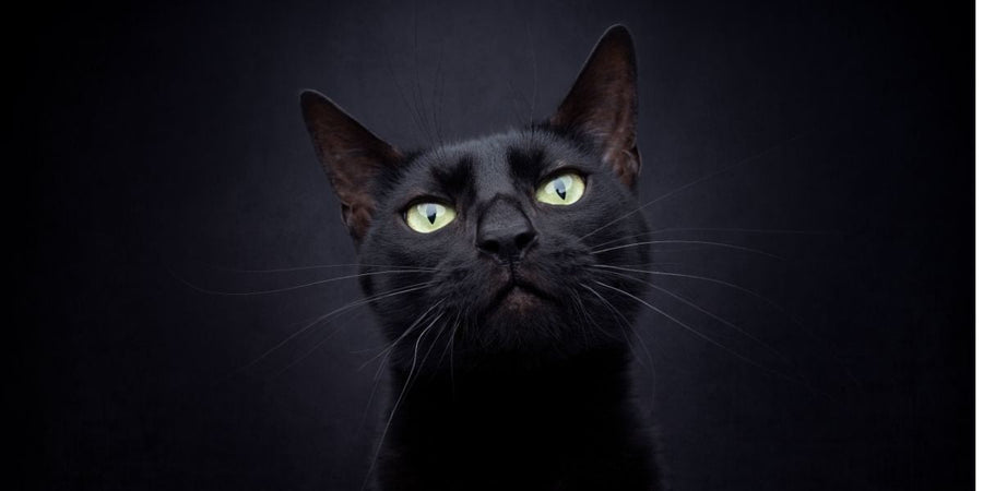 Mitos, ciencia y verdades sobre los gatos negros