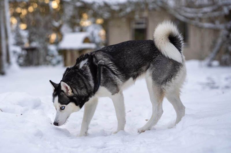 cuantos cachorros tiene un husky la primera vez