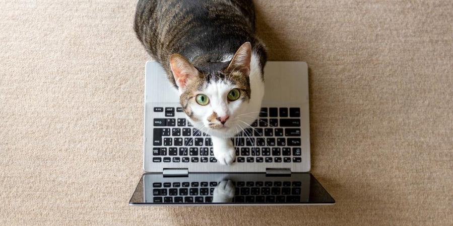 ¡Mi mascota me habla y la IA empieza a traducir!