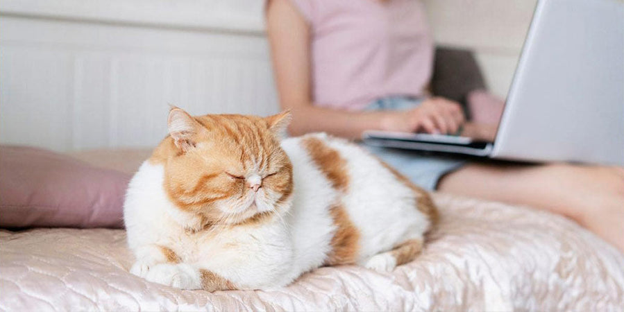 ¿Por qué mi gato se vuelve más distante?