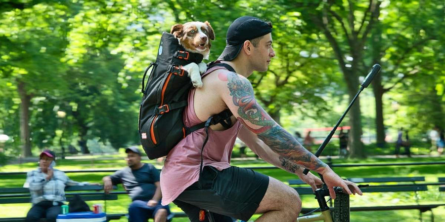 ¿Qué raza de perro se adapta mejor a tu estilo de vida?