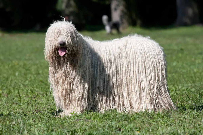 Ranking de los 10 perros más feos del mundo