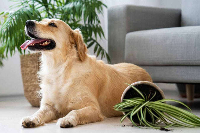 ¿Qué plantas son peligrosas para los perros?