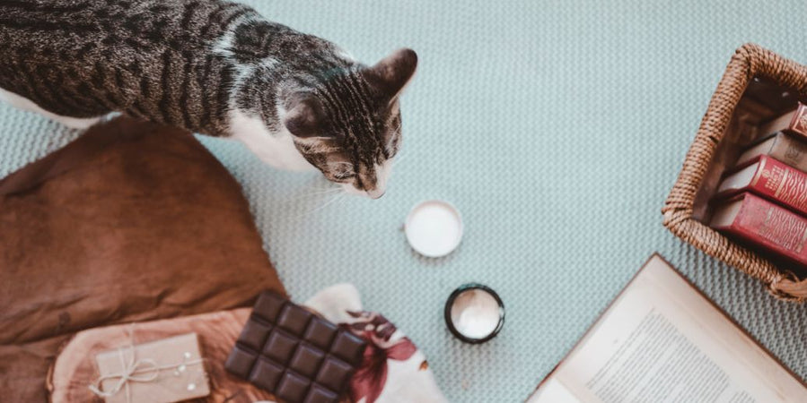 ¿Por qué nunca se le debe dar chocolate a un gato?