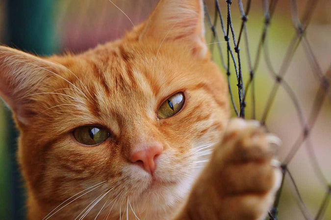 ¿Cómo puedo proteger a mi mascota contra el robo?