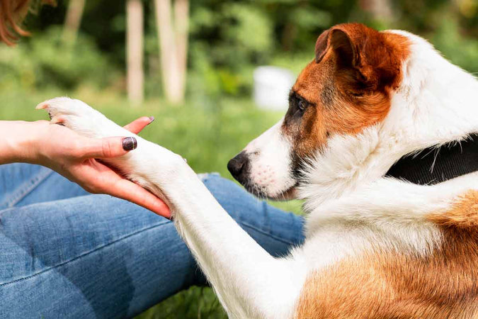 que le puedes dar a un perro que esta vomitando