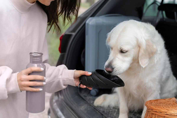 ¿Qué calmantes elegir para tu mascota : Zylkène, Anxitane o Nervosyl?