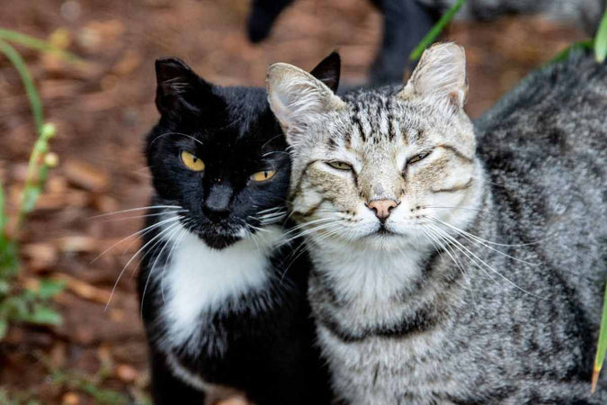 ¿Cómo saber si mi gato tiene falta de sexo?