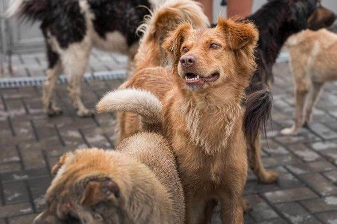 Todo lo que hay que saber sobre los cruces de perros