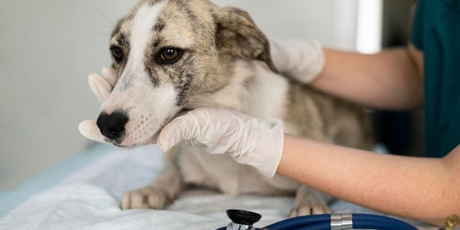 ¿Qué es el síndrome de deterioro cognitivo en los perros?