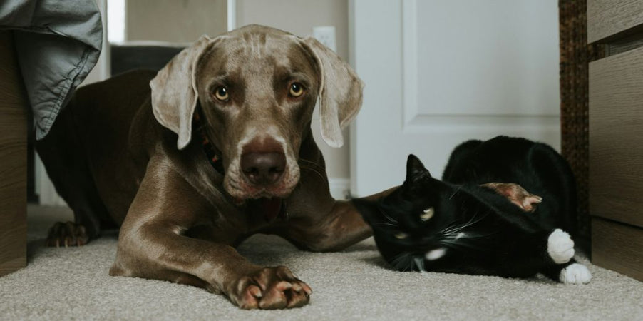 ¿Qué ruidos asustan a las mascotas?